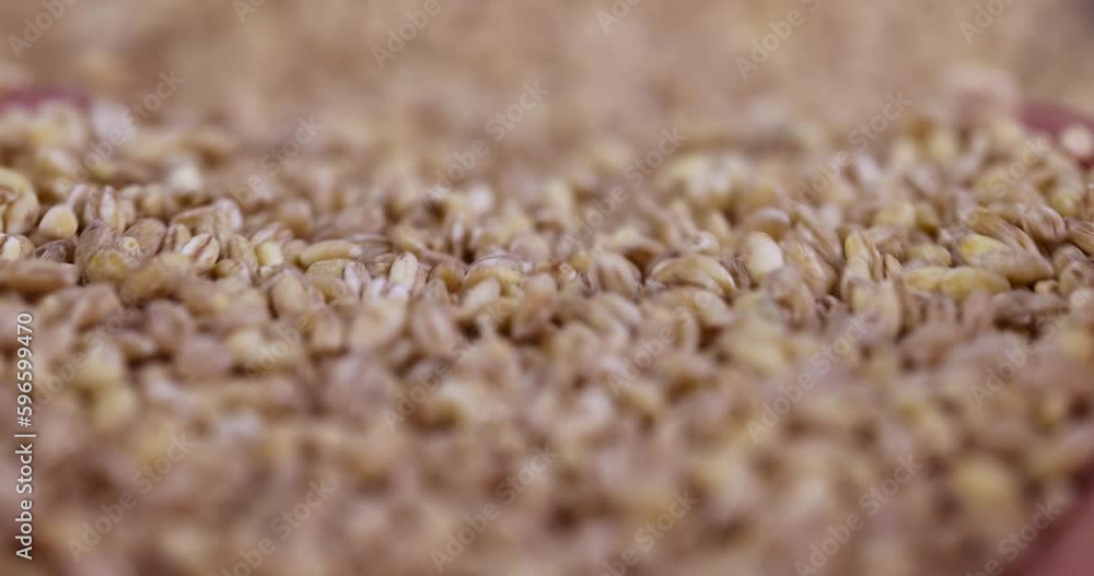 pour cheap tasteless barley porridge close-up, dry not cooked barley porridge that is cheap pour cheap tasteless barley porridge close-up, dry not cooked barley porridge that is cheap