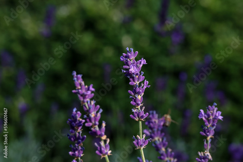 Small flowers of purple lavender in the rays of the sun