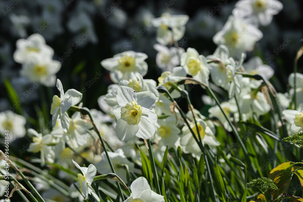 Yellow beautiful daffodils, blooming in the light of the sun Yellow beautiful daffodils, blooming in the light of the sun