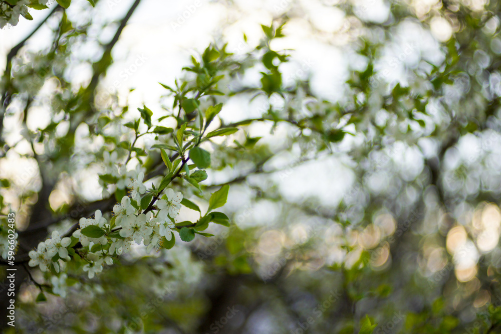 flowering trees and plants in the garden. blurred background. flowering trees and plants in the garden. blurred background.