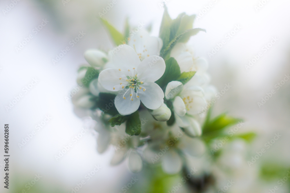 Fototapeta premium flowering trees and plants in the garden. blurred background.