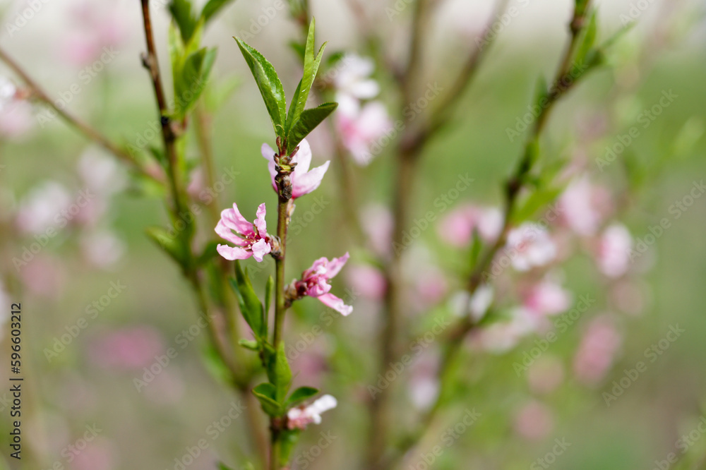 flowering trees and plants in the garden. blurred background. flowering trees and plants in the garden. blurred background.
