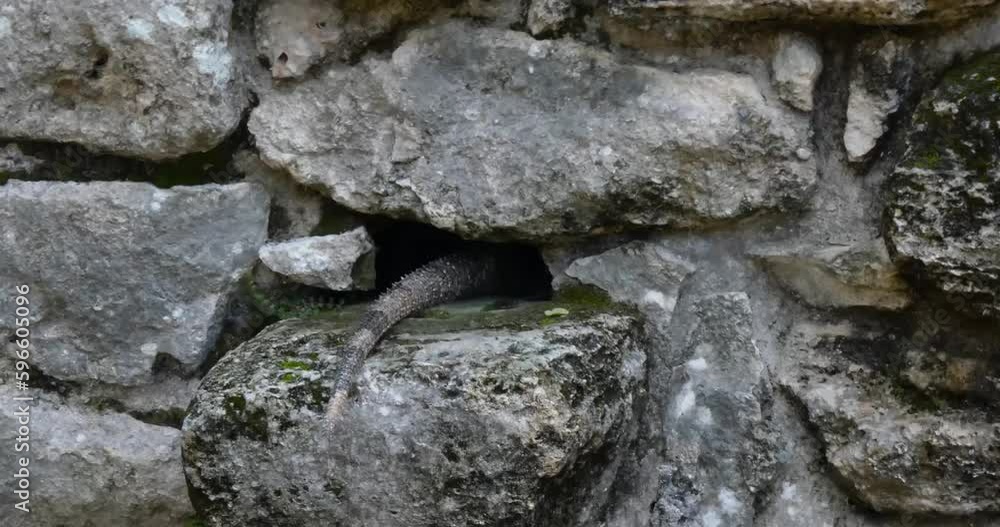 Tail of a Iguana sticking out from in the wall of The Altar building at San Gervasio, Mayan archeological site, Cozumel, Mexico. Tail of a Iguana sticking out from in the wall of The Altar building at San Gervasio, Mayan archeological site, Cozumel, Mexico.