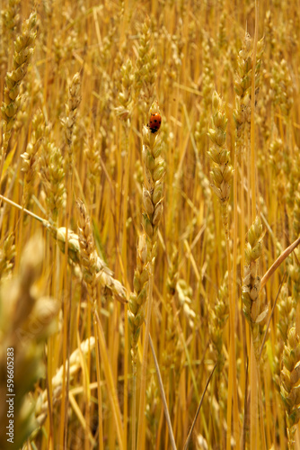 a red ladybird in a wheat field