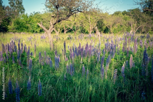 Purple lupines on a field