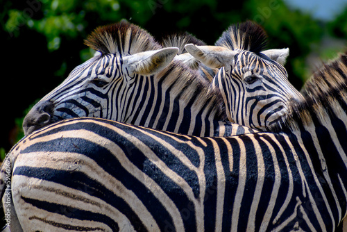 Burchell's zebra herd resting their heads on the backs of other members of the herd in a bonding ritual 