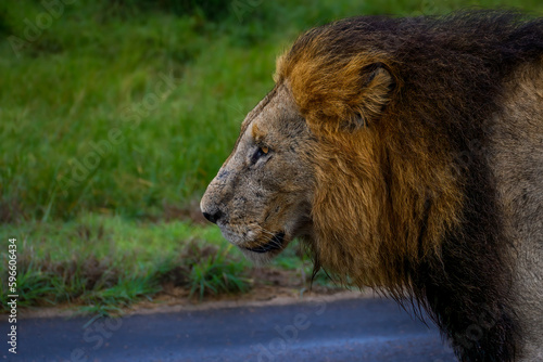 Close up profile of a large black maned lion walking