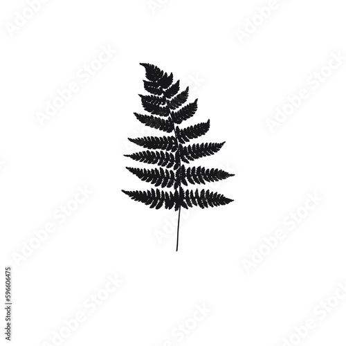Leaf png, clip art isolated with transparent background, fern