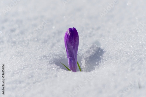 purple crocus in snow
