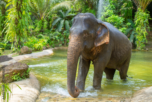 Fototapeta Naklejka Na Ścianę i Meble -  Bathing elephants in the jungle. Baby elephant splashes in the lake close-up.