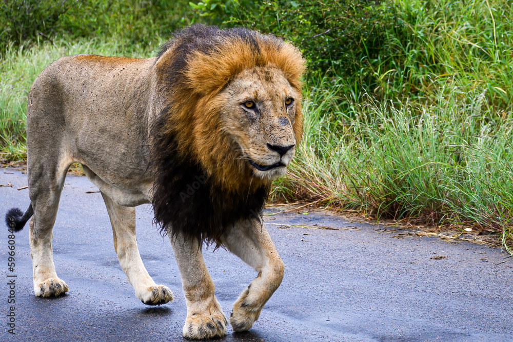Large black maned lion striding purposefully down the road