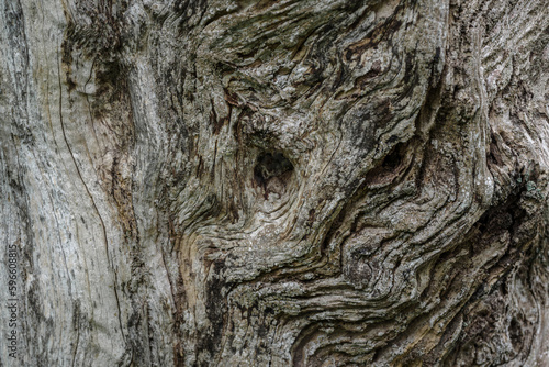 Bark of old olive tree trunk