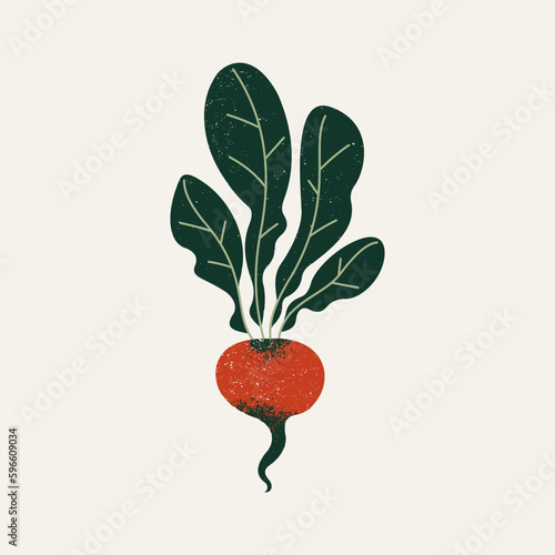 Radish textured illustration. Vector illustration