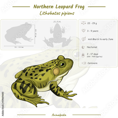 Leopard Frog infographic