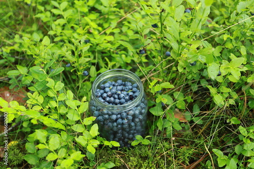 Glass jar with blueberries among blueberry bushes in the forest (ID: 596612000)