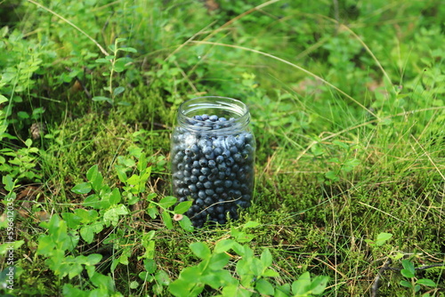 Jar with fresh blueberries in the forest (ID: 596612035)