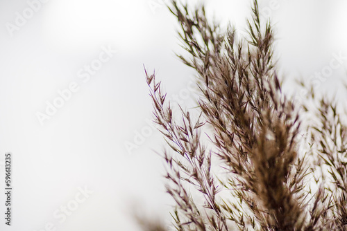 Plant, white background