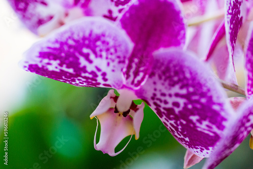 Tropical flower, orchid