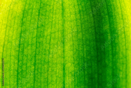 Macro leaf, green background