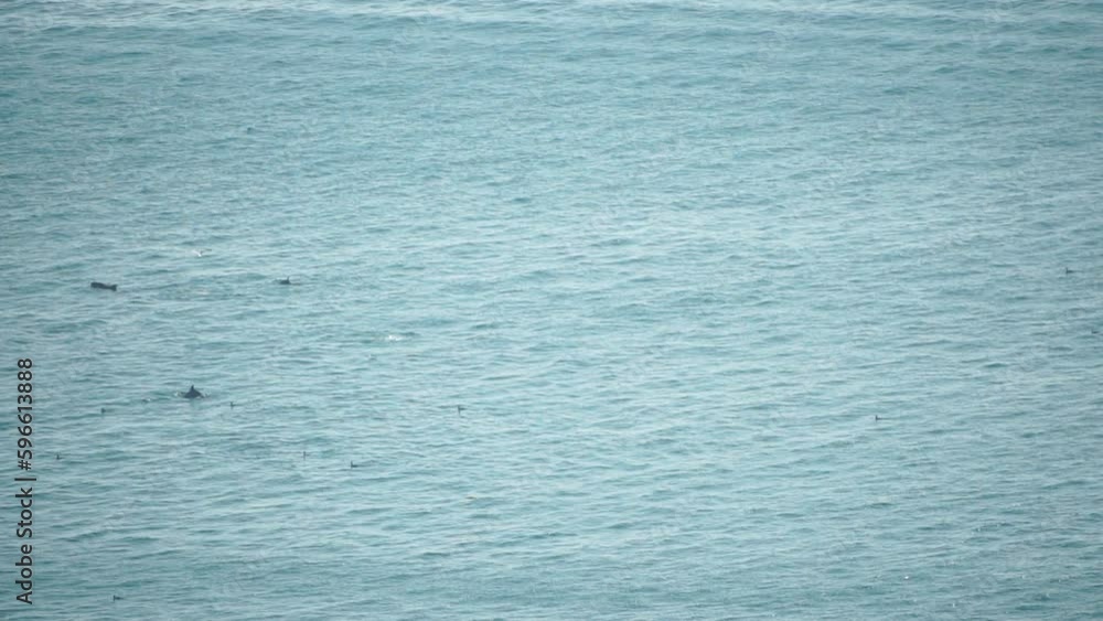 group of common bottlenose dolphins, Tursiops Truncatus, swimming in the sea. Aerial view of birds and mammals catching prey. Flock of seabirds on water with sunshine ripples against a smooth surface. group of common bottlenose dolphins, Tursiops Truncatus, swimming in the sea. Aerial view of birds and mammals catching prey. Flock of seabirds on water with sunshine ripples against a smooth surface.