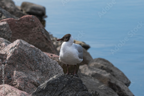 seagull on a rock by the water