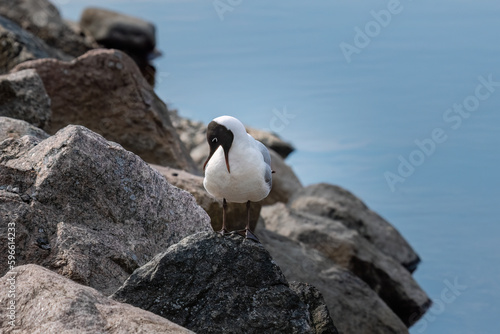 seagull stands on a rock and cleans itself with its beak