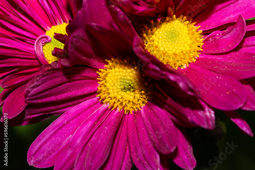 pink daisy flowers with yellow in the centers