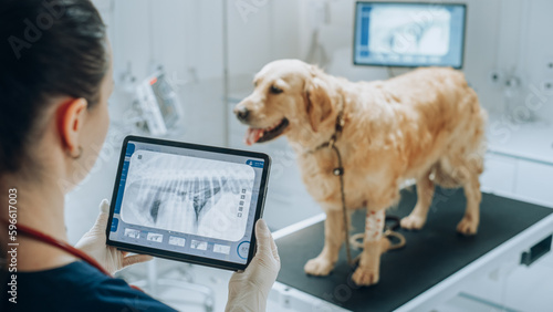 Canvastavla At a Modern Veterinary Clinic: Golden Retriever Pet Standing on Examination Tabl