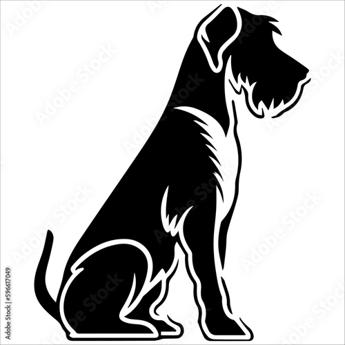 black and white Airedale Terrier dog