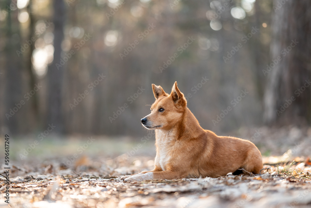 Little funny dog laying in pine forest. Portrait of a red dog