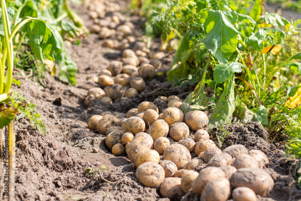 Freshly dug potato in the garden. Growing potato at home in the garden, harvest of potato Freshly dug potato in the garden. Growing potato at home in the garden, harvest of potato