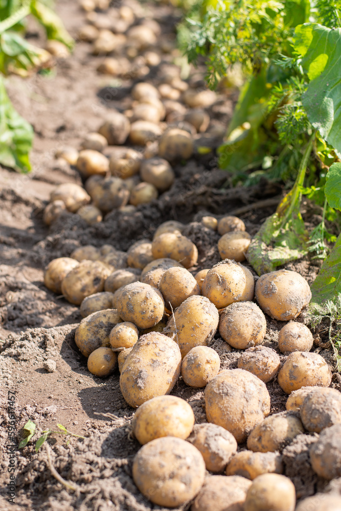 Close up of white potato dug in the garden. Harvest of potato in the garden Close up of white potato dug in the garden. Harvest of potato in the garden