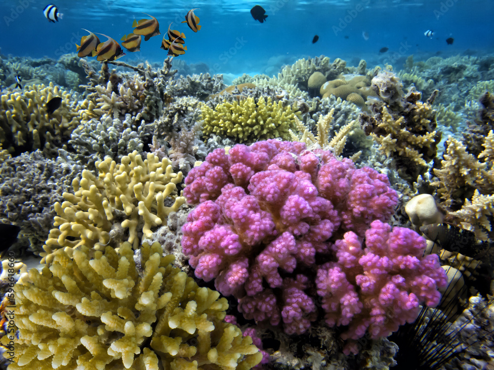 Obraz premium Wonderful and beautiful underwater world with corals and tropical fish.