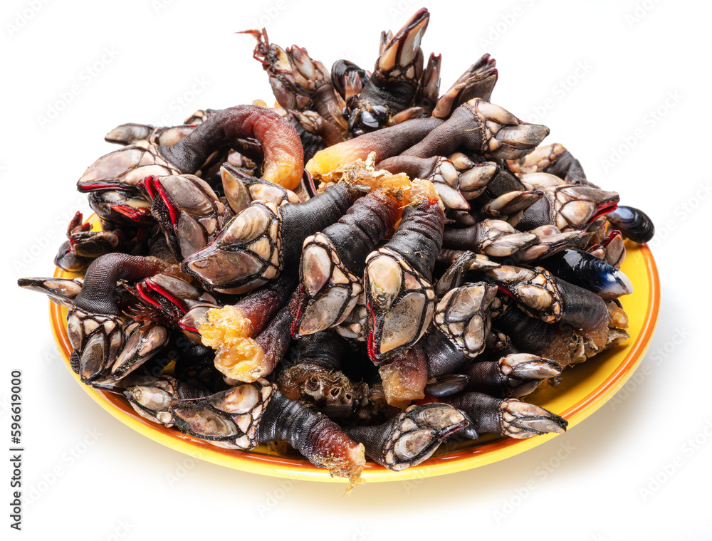 Raw goose barnacles on yellow plate on white background. Raw goose barnacles on yellow plate on white background.