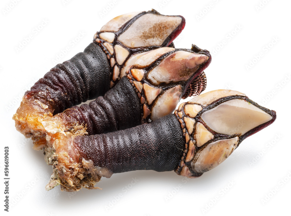 Obraz premium Raw goose barnacles close up isolated on white background.