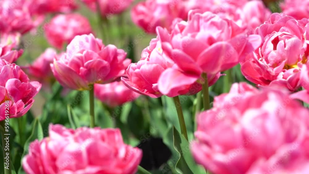 Lush red tulips in the garden in motion Lush red tulips in the garden in motion