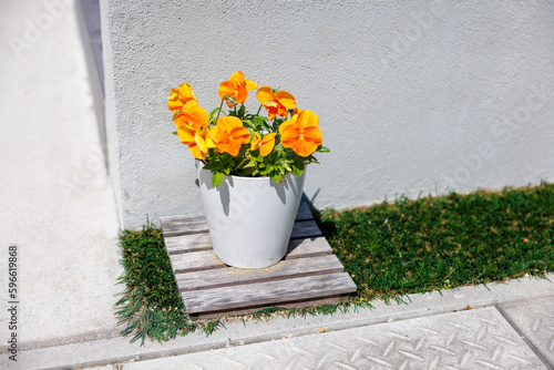 ウインターパンジー