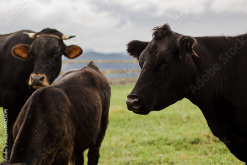 cows in the field