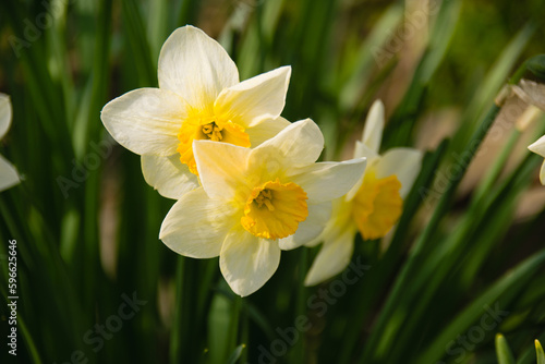 Beautiful spring daffodil flowers in sunny weather