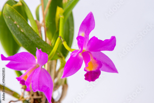 Orchid Cattleya home flower. Large pink purple buds. Flowering of a rare variety of orchids labiata. White background. Flowers pot garden cattleya orchidaceae family.