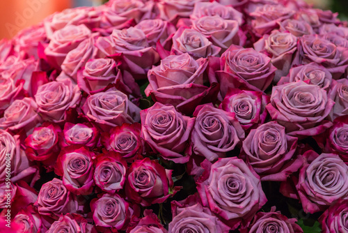 close-up roses texture natural background in pink tones