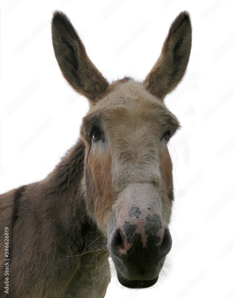 Head of a large cute furry donkey isolated on a pure white background Head of a large cute furry donkey isolated on a pure white background