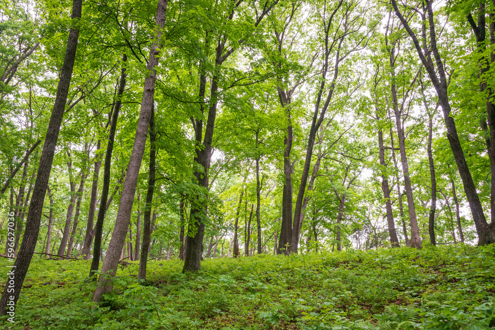 Burial Mounds at Effigy Mounds National Monument Burial Mounds at Effigy Mounds National Monument