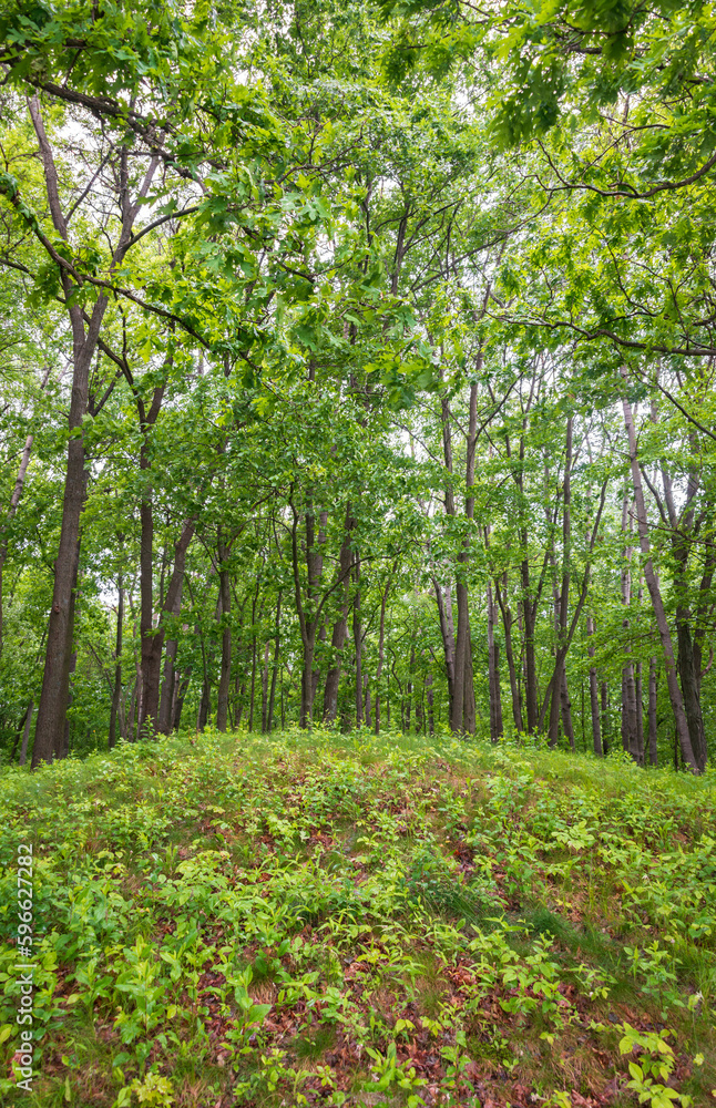 Fototapeta premium Burial Mounds at Effigy Mounds National Monument