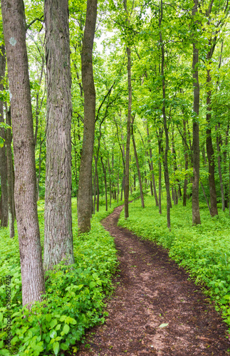 Trail Through the Woods at Effigy Mounds National Monument in Iowa