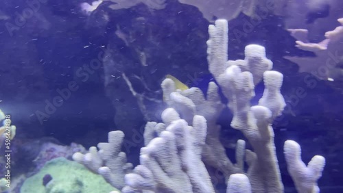 beautiful colored fish slowly swims among aquatic plants, corals and sea anemones