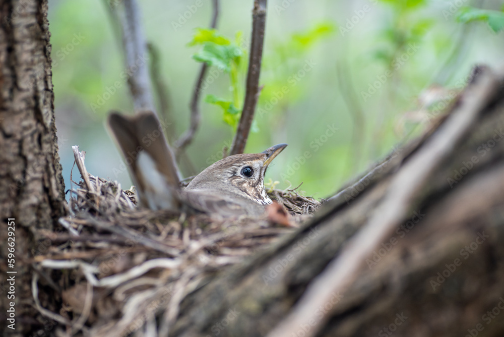 Gray Thrush on the nest, hatching offspring.