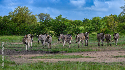 Burchell's zebra herd drinking from a very shallow pol formed after a rainstorm