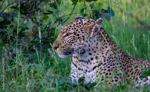 Leopardess sitting in the long grass observing her surroundings.