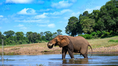 Colorful scene of Lone African elephant bull drinking from a rivebed.